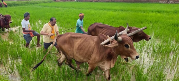 अपनी माटी और खेती-किसानी से मुख्यमंत्री विष्णु देव साय का आत्मीय जुड़ाव